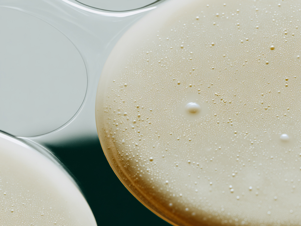 Lactobacillus Ferment